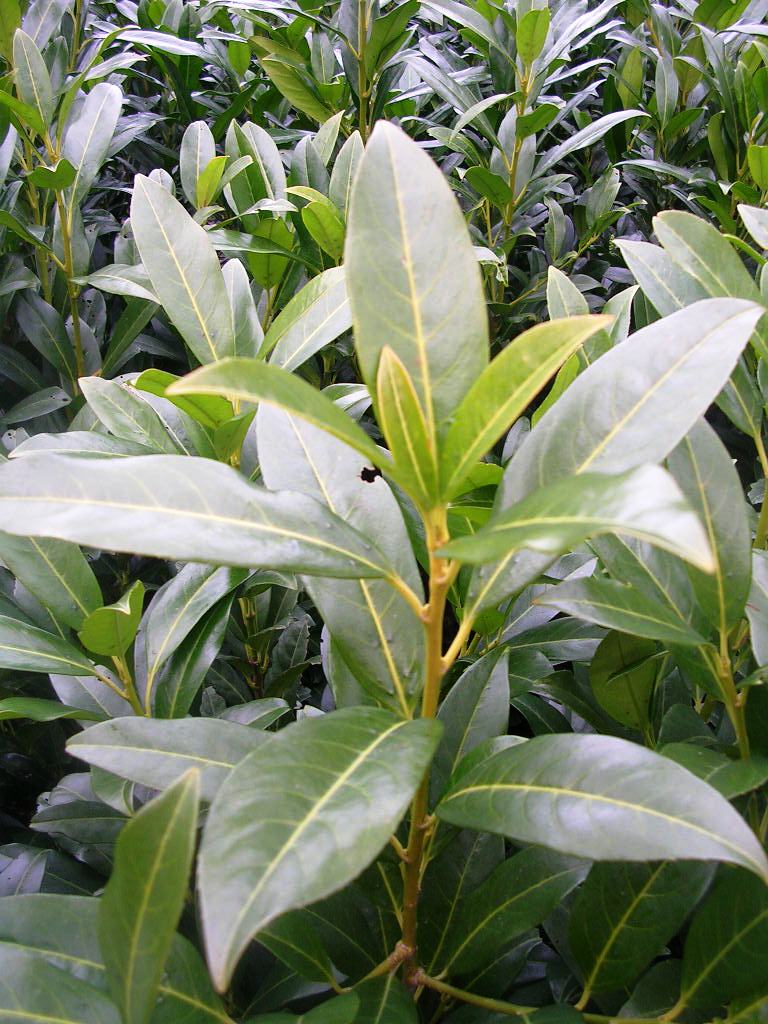 Лавровишня лікарська Prunus laurocerasus Лавровишня лікарська Prunus laurocerasus