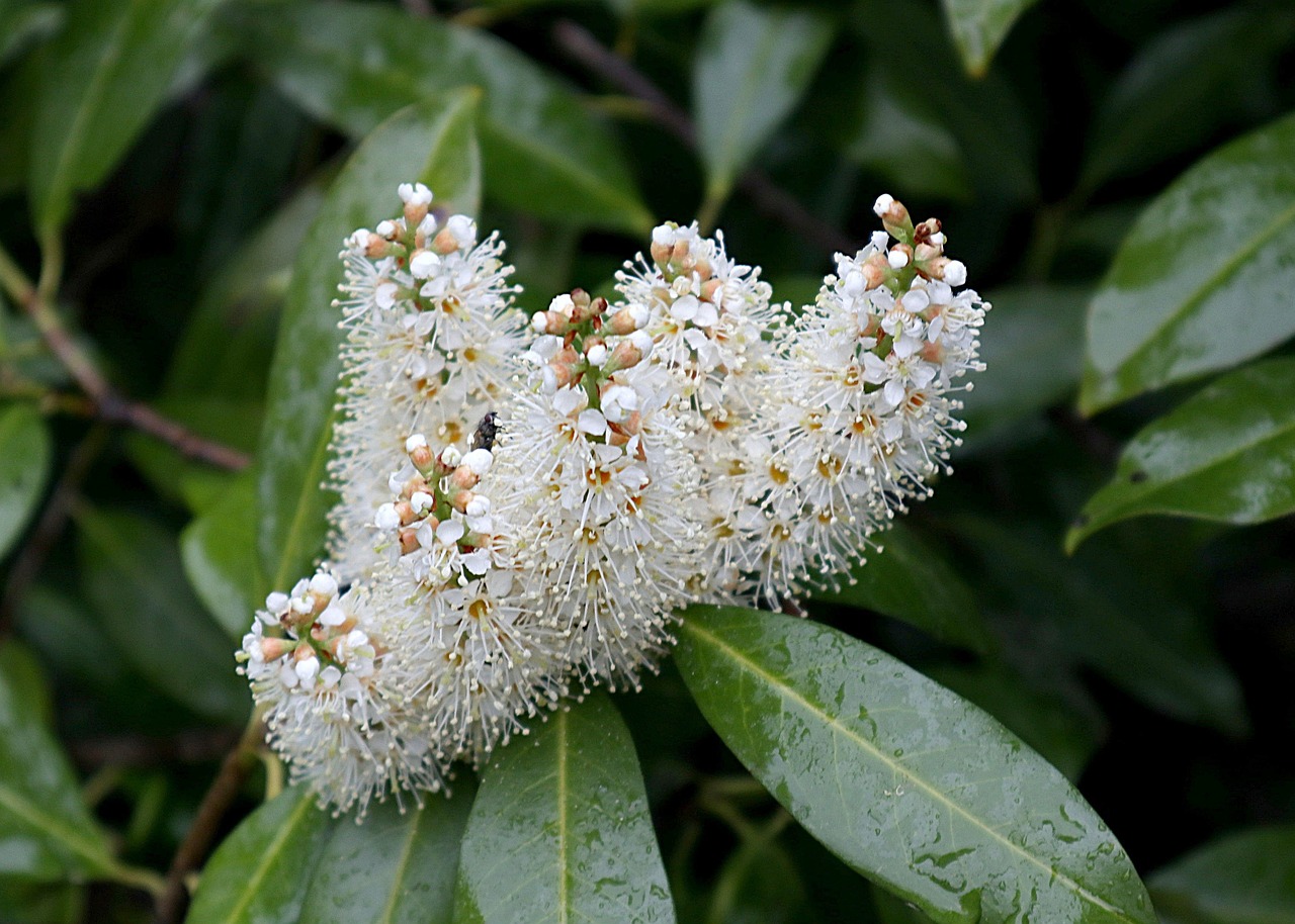 Лавровишня лікарська Prunus laurocerasus Лавровишня лікарська Prunus laurocerasus - Зображення 2