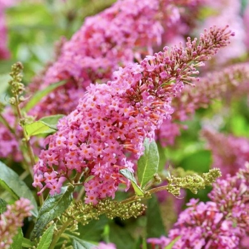 Буддлея Давида Пінк Делайт Buddleja davidii Pink Delight Буддлея Давида Пінк Делайт Buddleja davidii Pink Delight
