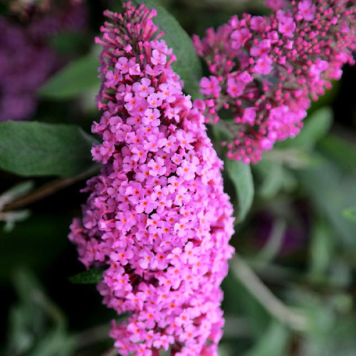 Буддлея Давида Пінк Делайт Buddleja davidii Pink Delight Буддлея Давида Пінк Делайт Buddleja davidii Pink Delight - Зображення 2