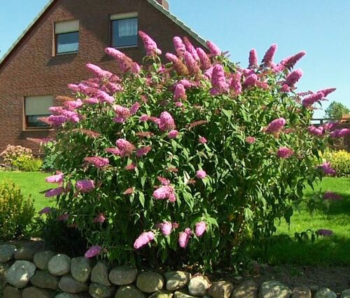 Буддлея Давида Пінк Делайт Buddleja davidii Pink Delight Буддлея Давида Пінк Делайт Buddleja davidii Pink Delight - Зображення 3