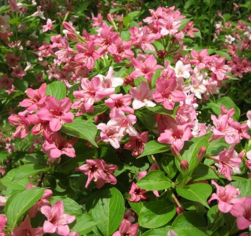 Вейгела гібридна Розеа Weigela Rosea Вейгела гібридна Розеа Weigela Rosea - Зображення 2