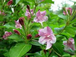 Вейгела гібридна Розеа Weigela Rosea Вейгела гібридна Розеа Weigela Rosea - Зображення 3