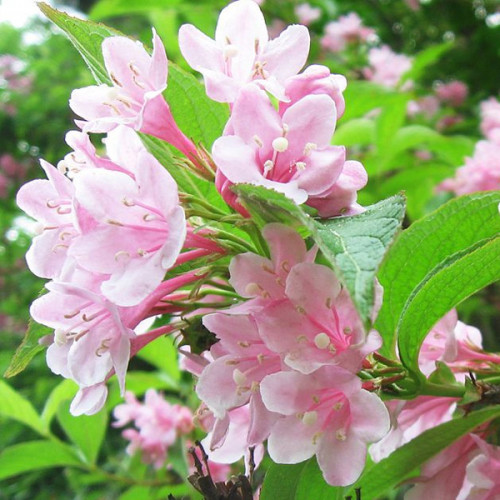 Вейгела гібридна Розеа Weigela Rosea Вейгела гібридна Розеа Weigela Rosea