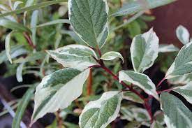 Дерен білий Сибірика Варієгата Cornus alba Sibirica Variegata Дерен білий Сибірика Варієгата Cornus alba Sibirica Variegata - Зображення 3