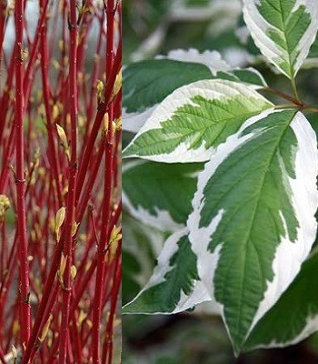 Дерен білий Сибірика Варієгата Cornus alba Sibirica Variegata Дерен білий Сибірика Варієгата Cornus alba Sibirica Variegata - Зображення 4