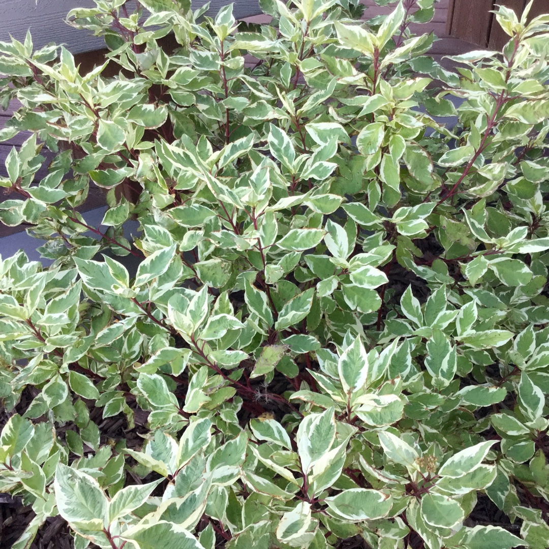 Дерен білий Сибірика Варієгата Cornus alba Sibirica Variegata Дерен білий Сибірика Варієгата Cornus alba Sibirica Variegata - Зображення 2