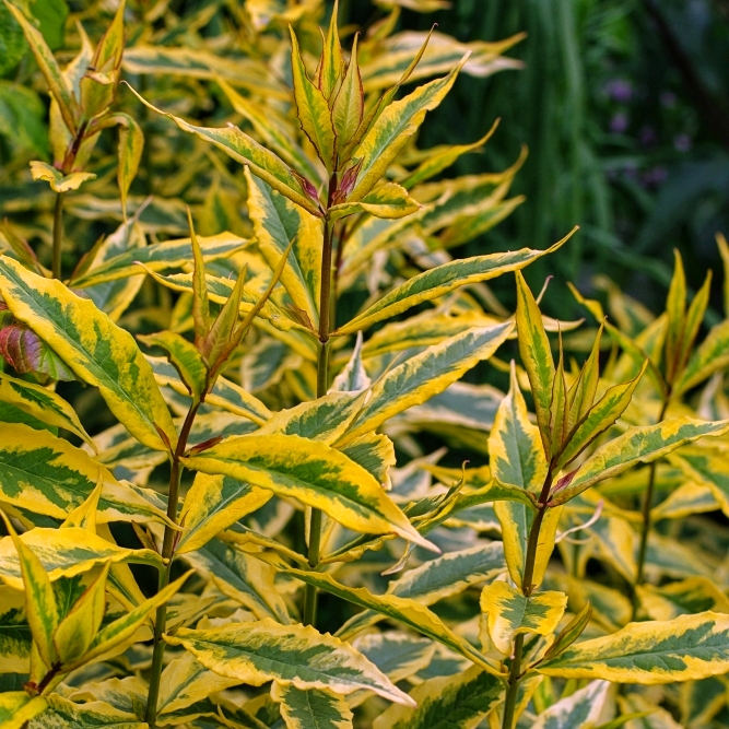 Форзиція проміжна/варієгата Голден Тайм Forsythia intermedia Golden Times Форзиція проміжна/варієгата Голден Тайм Forsythia intermedia Golden Times - Зображення 3