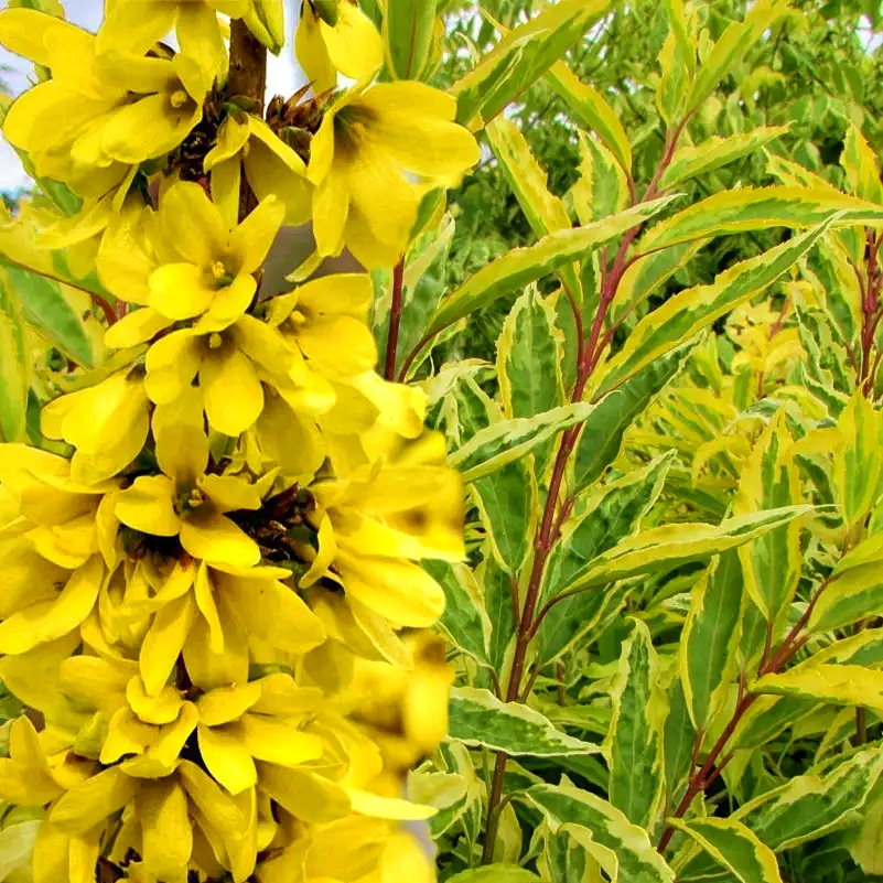 Форзиція проміжна/варієгата Голден Тайм Forsythia intermedia Golden Times Форзиція проміжна/варієгата Голден Тайм Forsythia intermedia Golden Times - Зображення 4