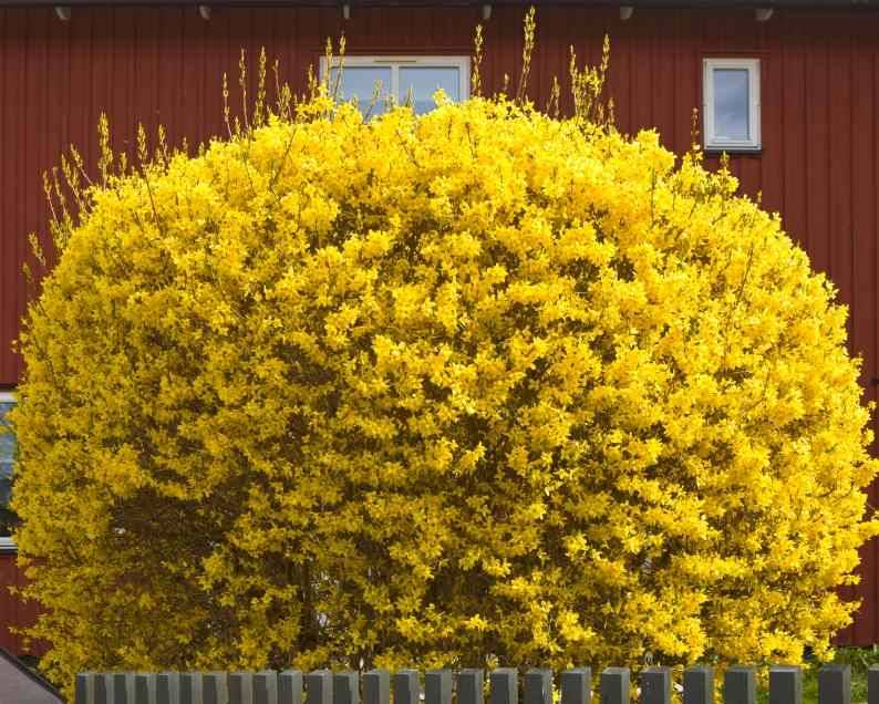 Форзиція проміжна/варієгата Голден Тайм Forsythia intermedia Golden Times Форзиція проміжна/варієгата Голден Тайм Forsythia intermedia Golden Times - Зображення 2