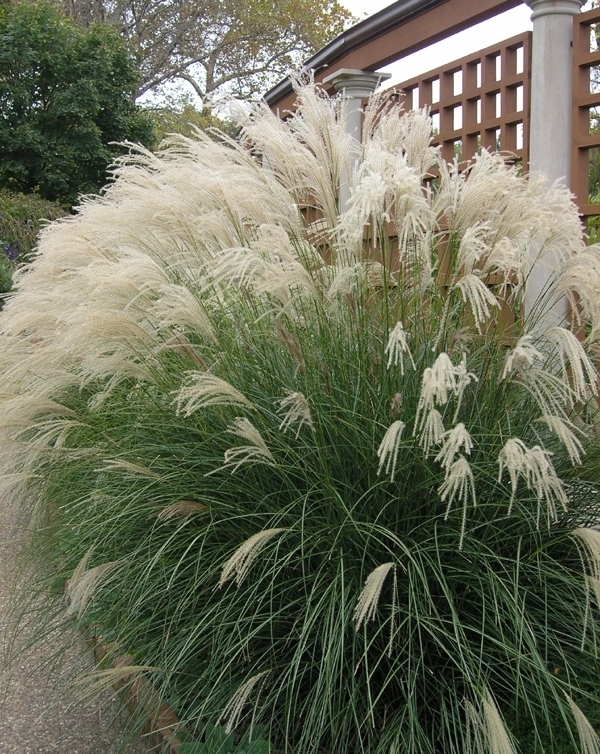 Міскантус китайський ‘Jaky Jima’ Miscanthus sinensis ‘Jaky Jima’ Міскантус китайський ‘Jaky Jima’ Miscanthus sinensis ‘Jaky Jima’ - Зображення 2