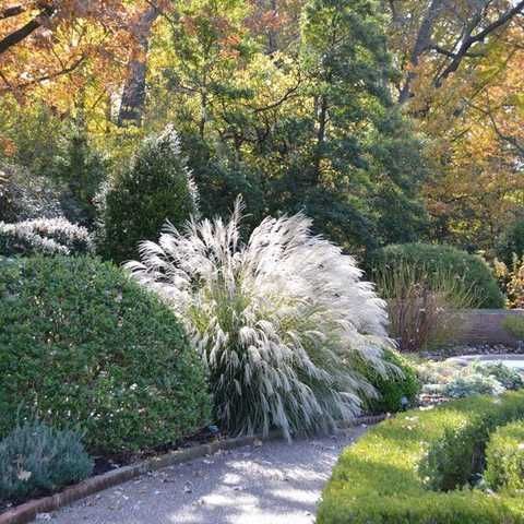 Міскантус китайський ‘Jaky Jima’ Miscanthus sinensis ‘Jaky Jima’ Міскантус китайський ‘Jaky Jima’ Miscanthus sinensis ‘Jaky Jima’ - Зображення 3