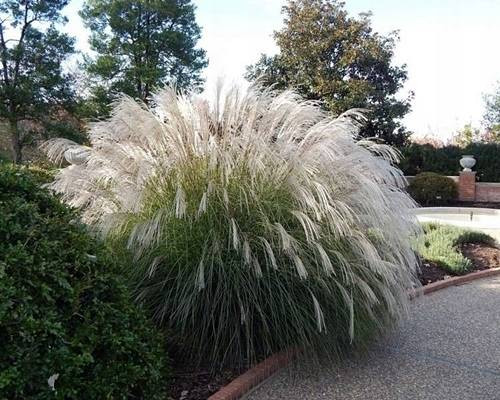 Міскантус китайський ‘Jaky Jima’ Miscanthus sinensis ‘Jaky Jima’ Міскантус китайський ‘Jaky Jima’ Miscanthus sinensis ‘Jaky Jima’
