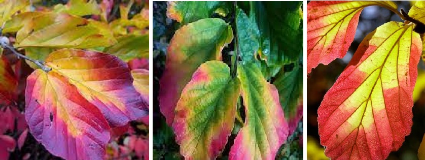 Парротія перська Persian Spire Parrotia persica ‘Persian Spire’ Парротія перська Persian Spire Parrotia persica 'Persian Spire' - Зображення 2
