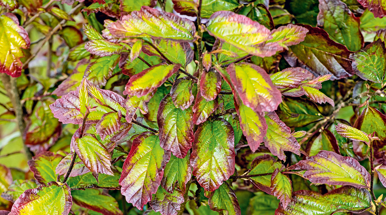 Парротія перська Persian Spire Parrotia persica ‘Persian Spire’ Парротія перська Persian Spire Parrotia persica 'Persian Spire'