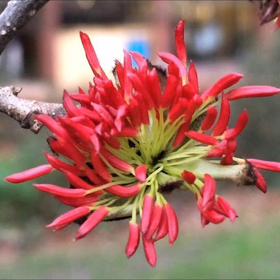 Парротія перська Persian Spire Parrotia persica ‘Persian Spire’ Парротія перська Persian Spire Parrotia persica 'Persian Spire' - Зображення 3