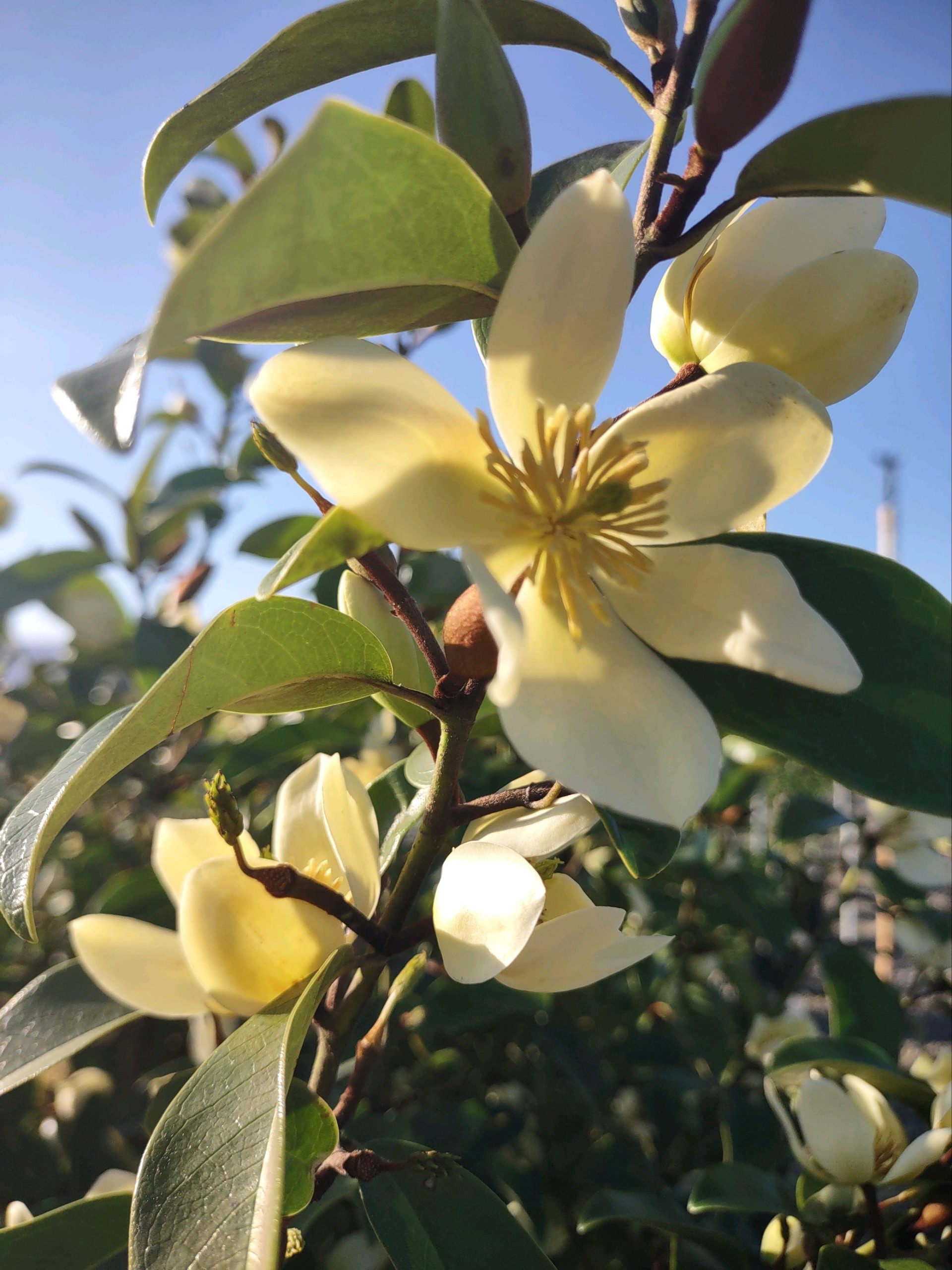 Магнолія чапенсіс Magnolia chapensis Магнолія чапенсіс Magnolia chapensis - Зображення 2