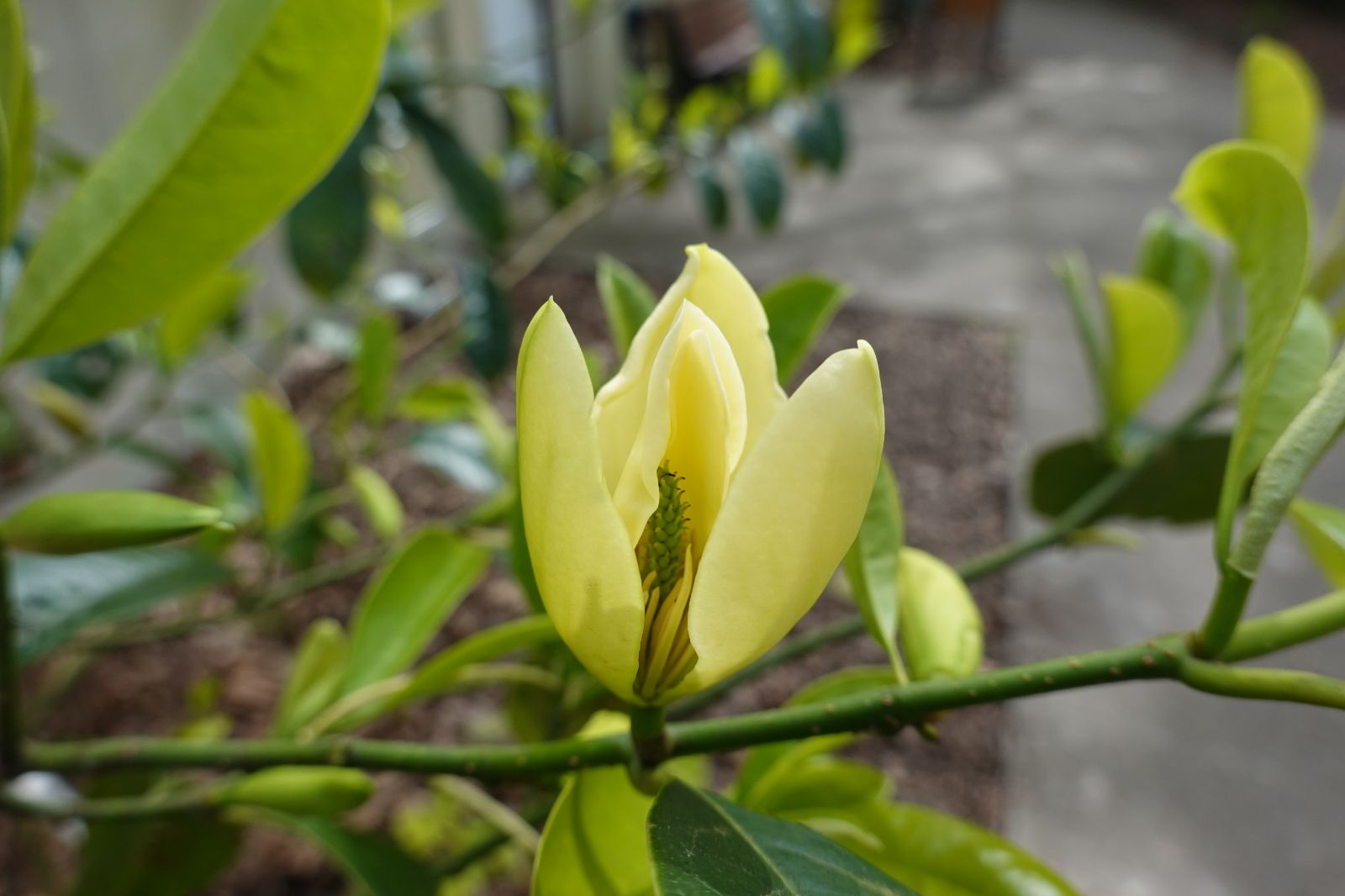 Магнолія чапенсіс Magnolia chapensis Магнолія чапенсіс Magnolia chapensis