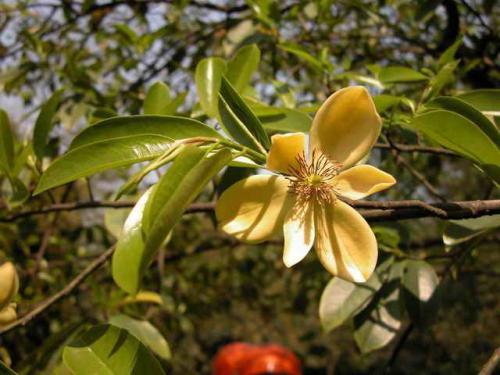 Магнолія чапенсіс Magnolia chapensis Магнолія чапенсіс Magnolia chapensis - Зображення 3