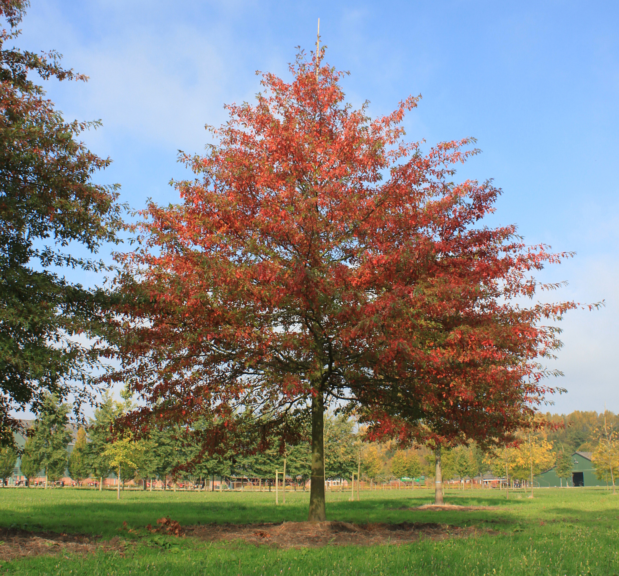 Дуб болотний Quercus palustris Дуб болотний Quercus palustris - Зображення 2