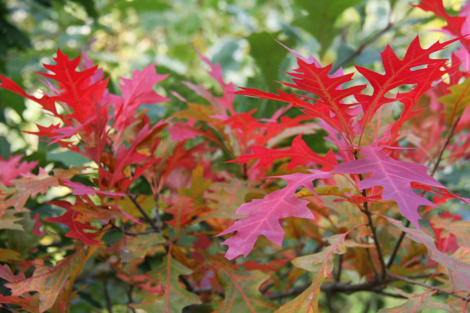 Дуб болотний Quercus palustris Дуб болотний Quercus palustris
