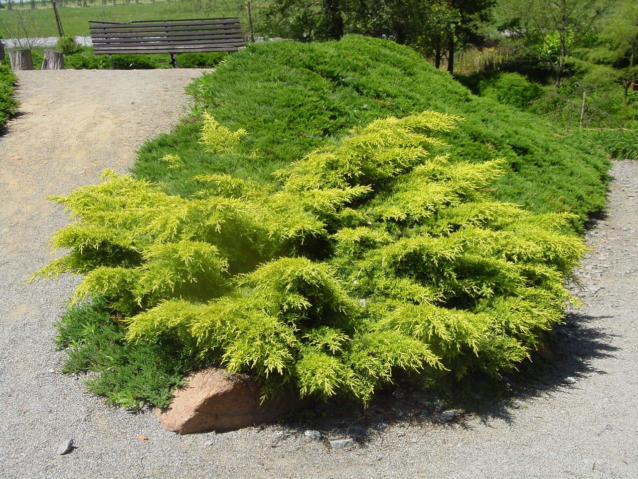 Ялівець середній Голд Стар Juniperus media Gold Star Ялівець середній Голд Стар Juniperus media Gold Star - Зображення 2