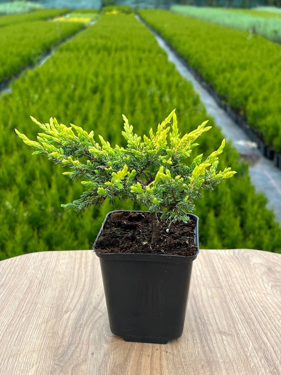 Ялівець середній Голд Стар Juniperus media Gold Star Ялівець середній Голд Стар Juniperus media Gold Star - Зображення 3