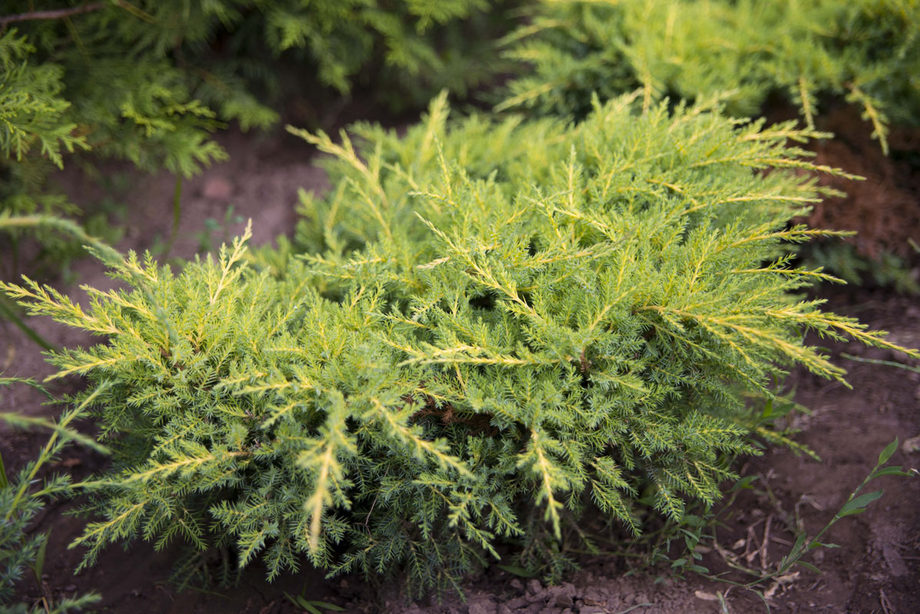 Ялівець середній Голд Стар Juniperus media Gold Star Ялівець середній Голд Стар Juniperus media Gold Star
