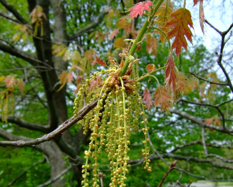 Дуб болотний Quercus palustris Дуб болотний Quercus palustris - Зображення 3