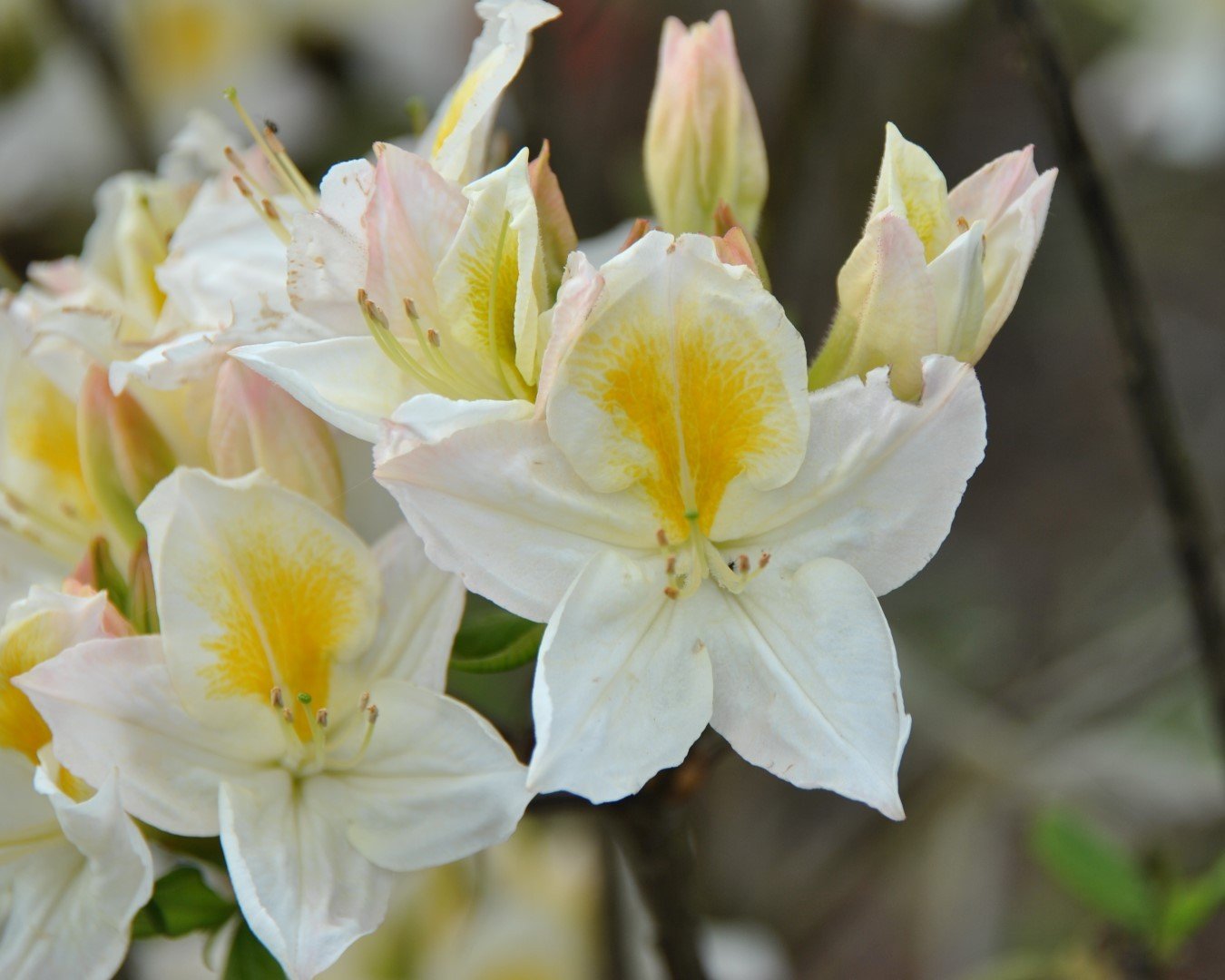 Азалія крупноквіткова Оксідол Azalea Oxydol Азалія крупноквіткова Оксідол Azalea Oxydol