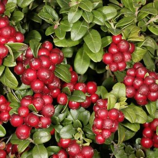 Брусниця Vaccinium Брусниця Vaccinium