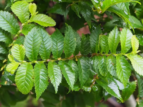 В’яз малий Жаклін Хіллер Ulmus Jacqueline Hillier В'яз малий Жаклін Хіллер Ulmus Jacqueline Hillier - Зображення 2