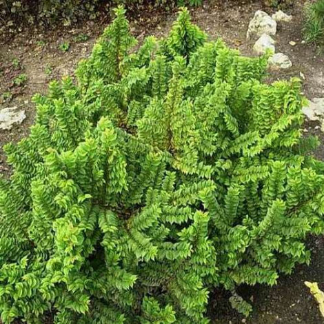 В’яз малий Жаклін Хіллер Ulmus Jacqueline Hillier В'яз малий Жаклін Хіллер Ulmus Jacqueline Hillier