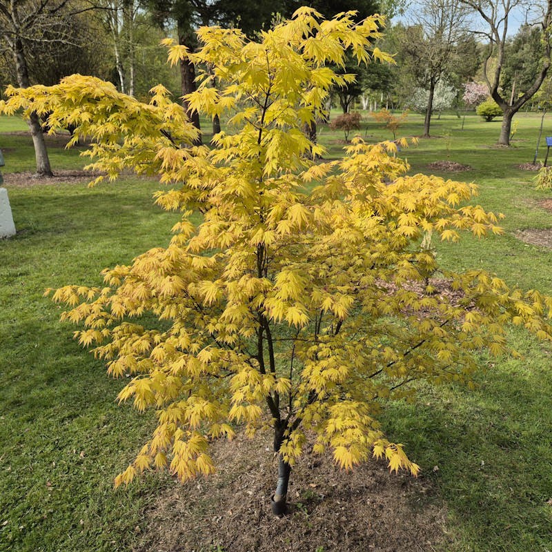 Клен пальмолистий Оранж Дрім Acer palmatum ‘Orange Dream’ Клен пальмолистий Оранж Дрім Acer palmatum ‘Orange Dream’ - Зображення 3