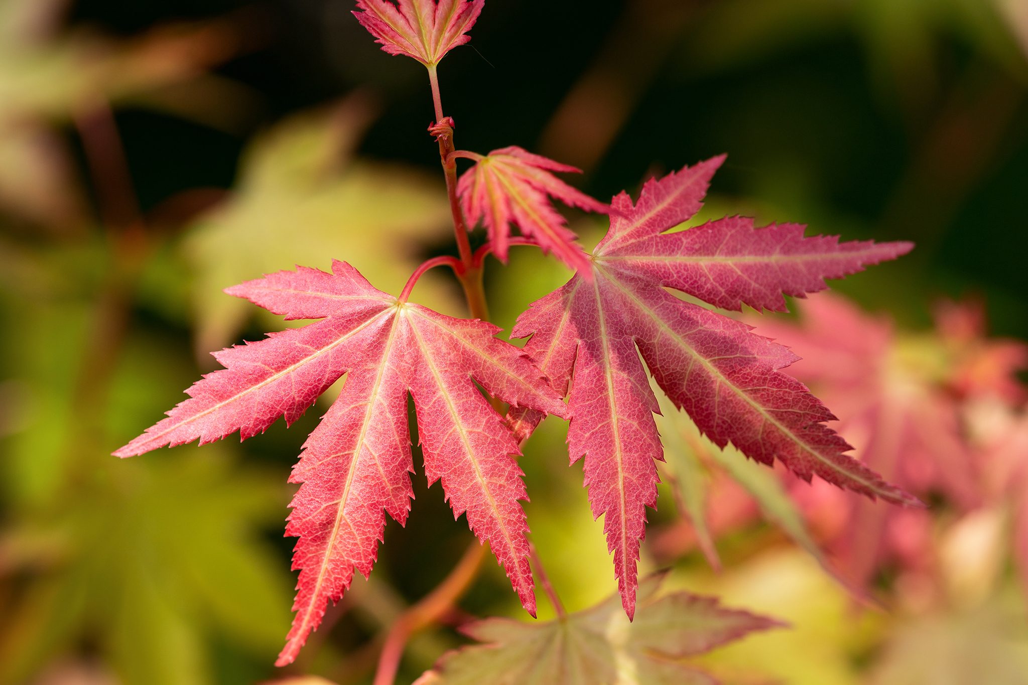 Клен пальмолистий Оранж Дрім Acer palmatum ‘Orange Dream’ Клен пальмолистий Оранж Дрім Acer palmatum ‘Orange Dream’ - Зображення 4