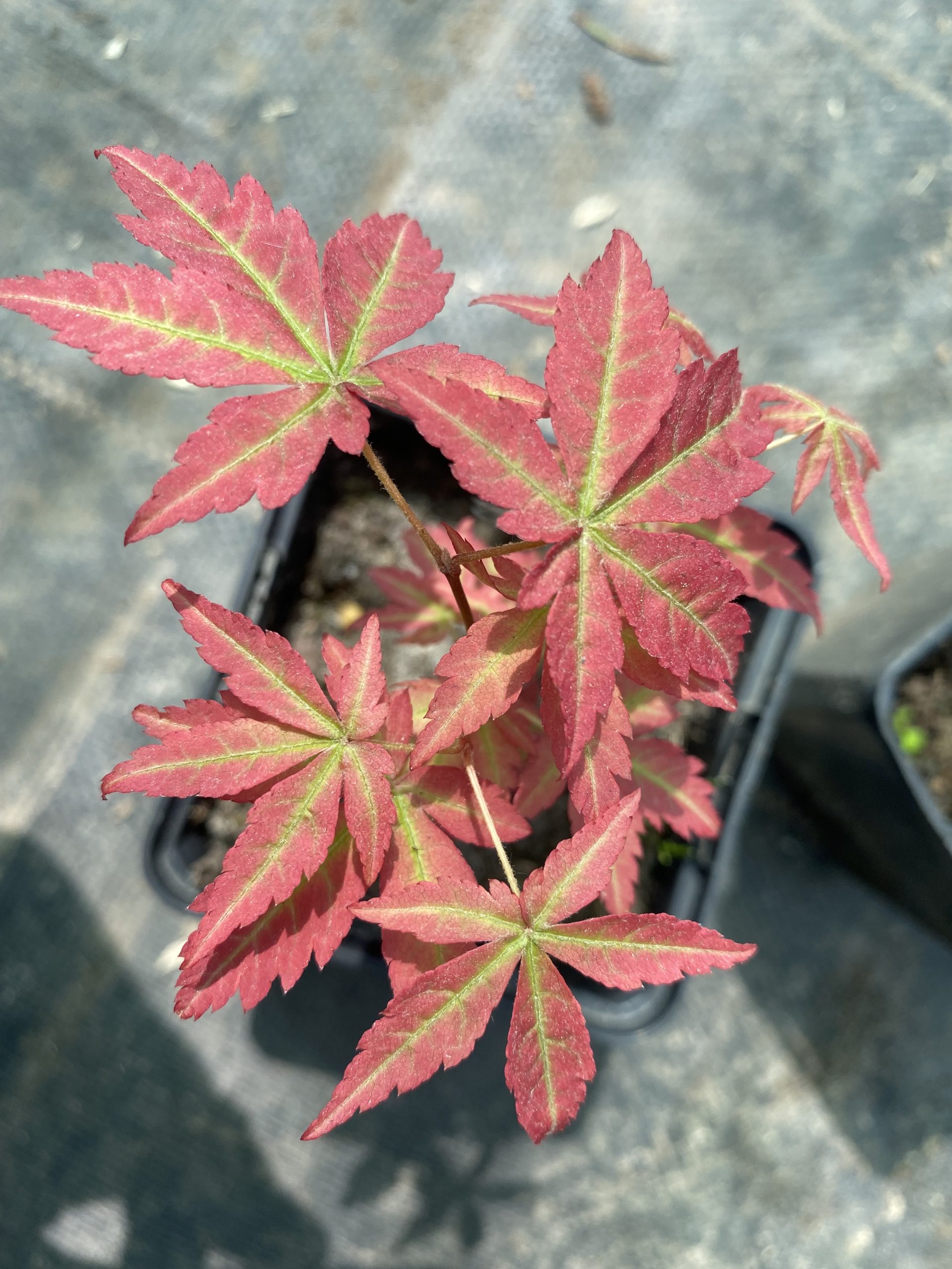 Клен пальмолистий Оранж Дрім Acer palmatum ‘Orange Dream’ Клен пальмолистий Оранж Дрім Acer palmatum ‘Orange Dream’