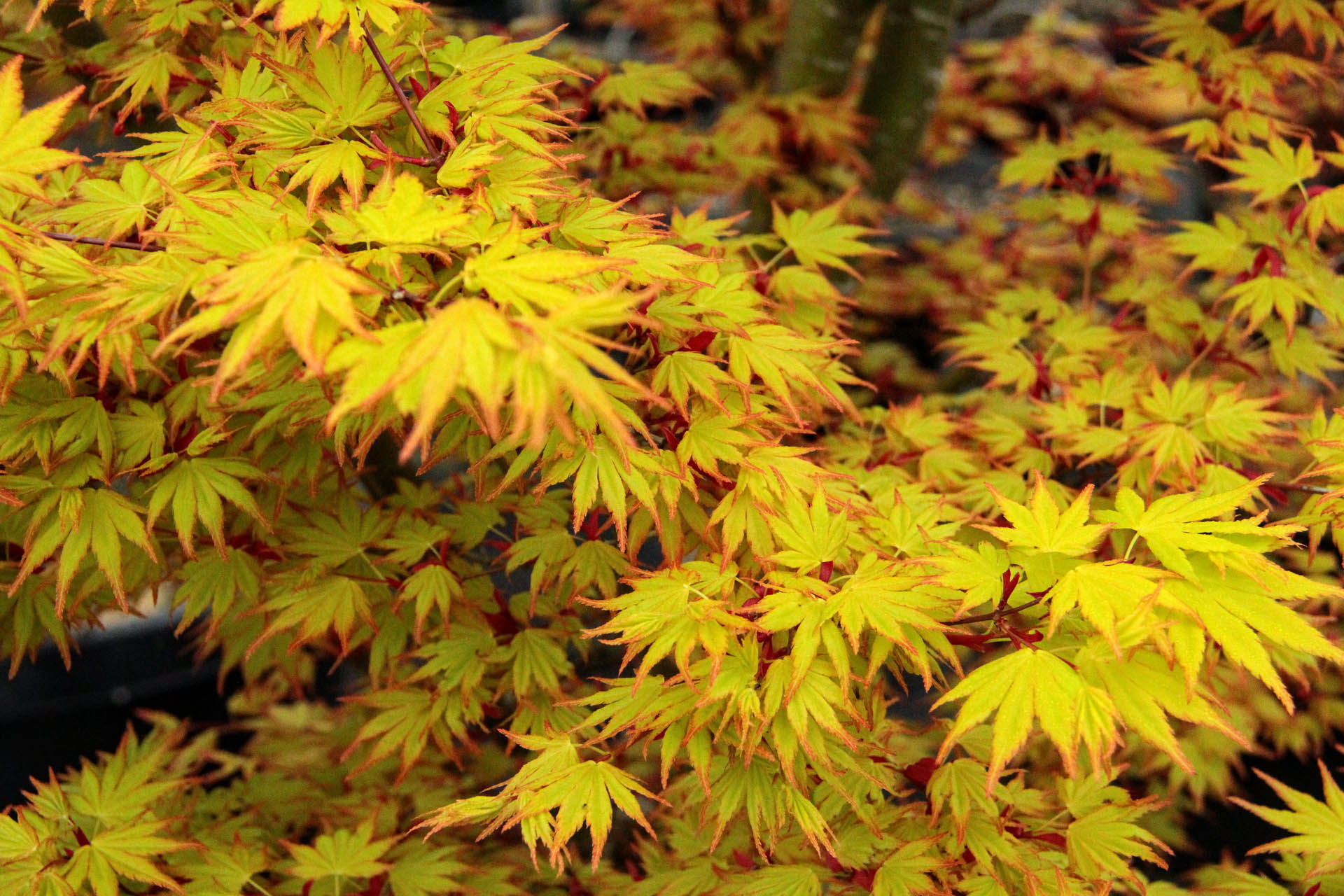 Клен пальмолистий Оранж Дрім Acer palmatum ‘Orange Dream’ Клен пальмолистий Оранж Дрім Acer palmatum ‘Orange Dream’ - Зображення 2