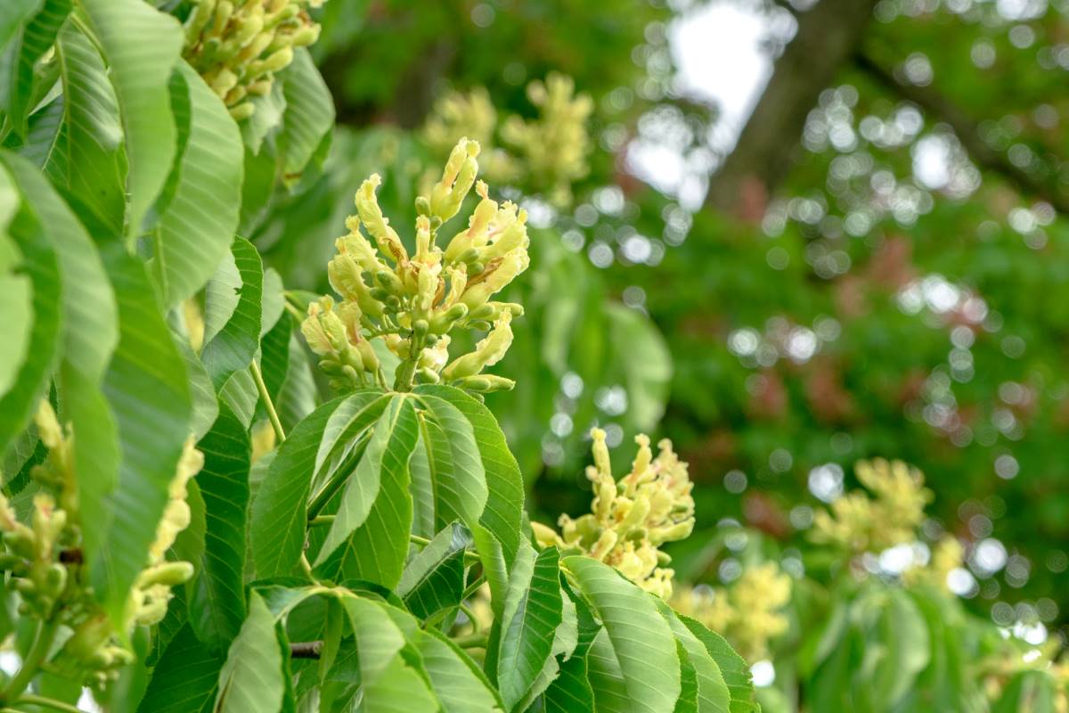 Каштан жовтий Aesculus flava (octandra) Каштан жовтий Aesculus flava (octandra) - Зображення 2