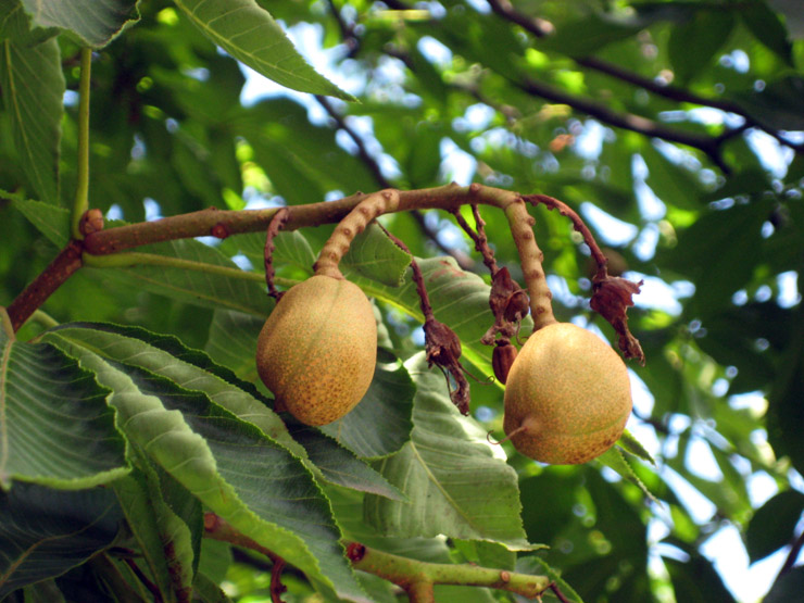 Каштан жовтий Aesculus flava (octandra) Каштан жовтий Aesculus flava (octandra) - Зображення 3