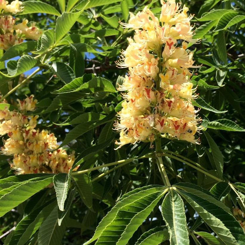 Каштан жовтий Aesculus flava (octandra) Каштан жовтий Aesculus flava (octandra)