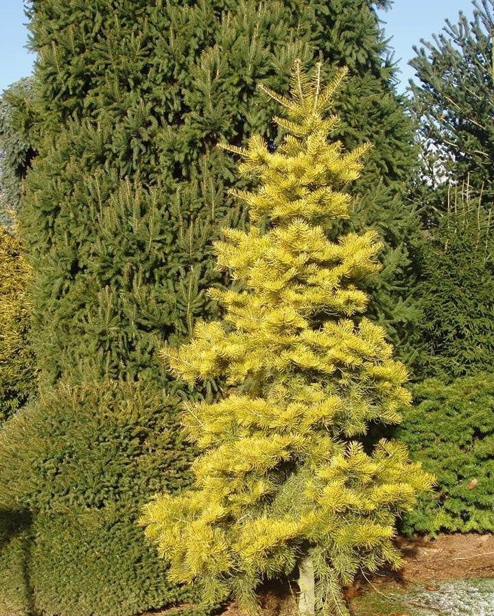 Новинка 2026р.Ялиця одноколірна Вінтерголд Abies concolor Wintergold Новинка 2026р.Ялиця одноколірна Вінтерголд Abies concolor Wintergold - Зображення 3