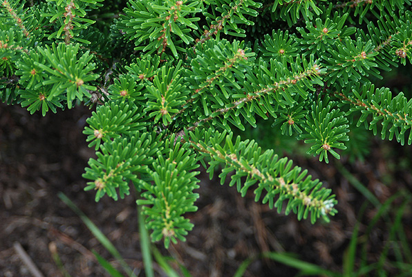 Новинка 2026р. Ялиця корейська Грін Карпет Abies koreana ‘Green Carpet’ Новинка 2026р. Ялиця корейська Грін Карпет Abies koreana 'Green Carpet' - Зображення 3