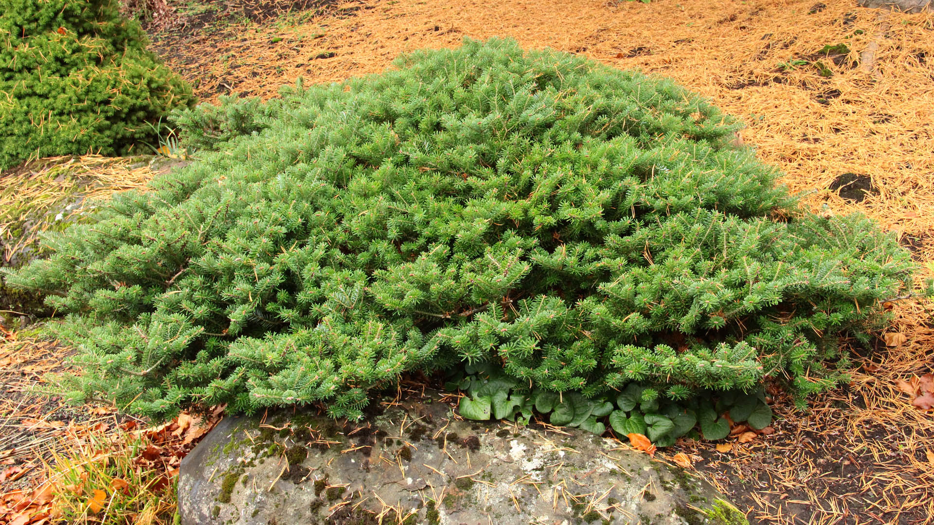 Новинка 2026р. Ялиця корейська Грін Карпет Abies koreana ‘Green Carpet’ Новинка 2026р. Ялиця корейська Грін Карпет Abies koreana 'Green Carpet'
