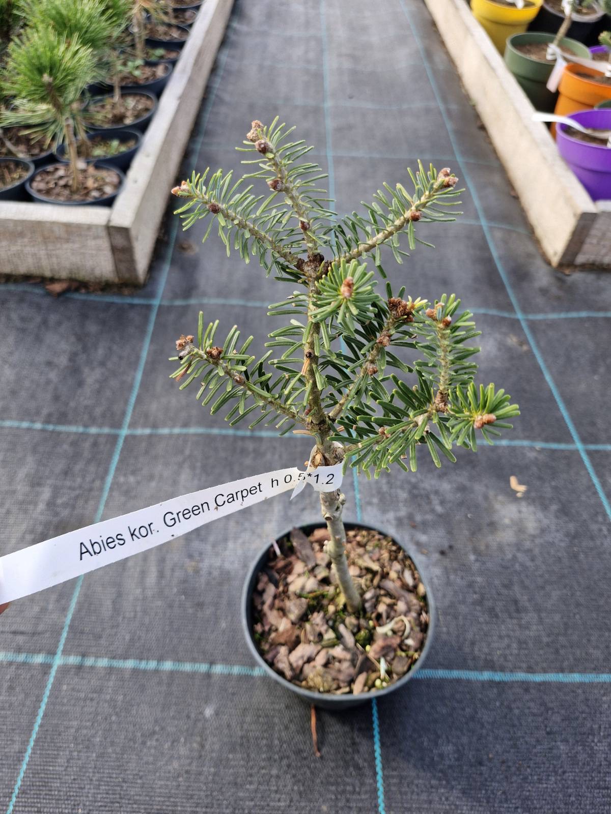 Новинка 2026р. Ялиця корейська Грін Карпет Abies koreana ‘Green Carpet’ Новинка 2026р. Ялиця корейська Грін Карпет Abies koreana 'Green Carpet' - Зображення 2