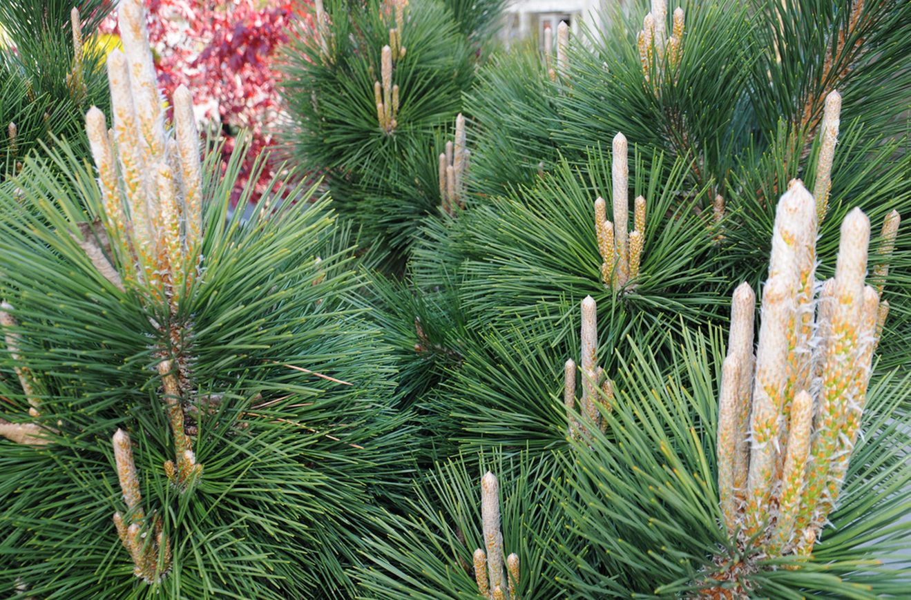 Новинка 2026р.Сосна Тунберга ‘Тандерхед’ Pinus thunbergii ‘Thunderhead Новинка 2026р.Сосна Тунберга 'Тандерхед' Pinus thunbergii 'Thunderhead - Зображення 3