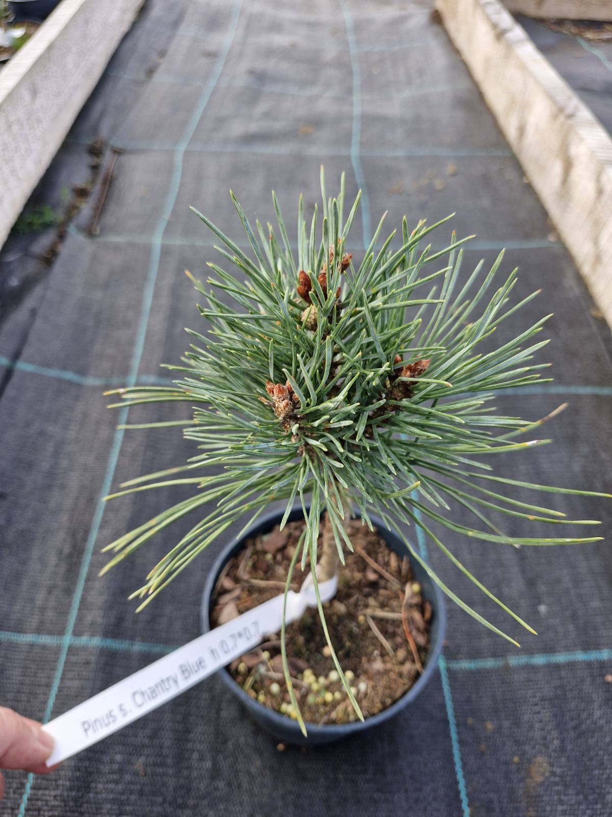 Новинка 2026р. Сосна звичайна Шантрі Блу Pinus sylvestris Chantry Blue Новинка 2026р. Сосна звичайна Шантрі Блу Pinus sylvestris Chantry Blue - Зображення 2