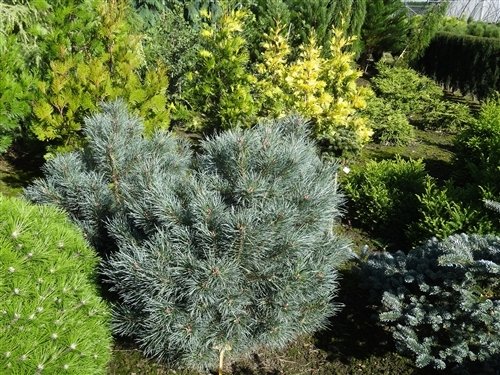 Новинка 2026р. Сосна звичайна Шантрі Блу Pinus sylvestris Chantry Blue Новинка 2026р. Сосна звичайна Шантрі Блу Pinus sylvestris Chantry Blue - Зображення 3