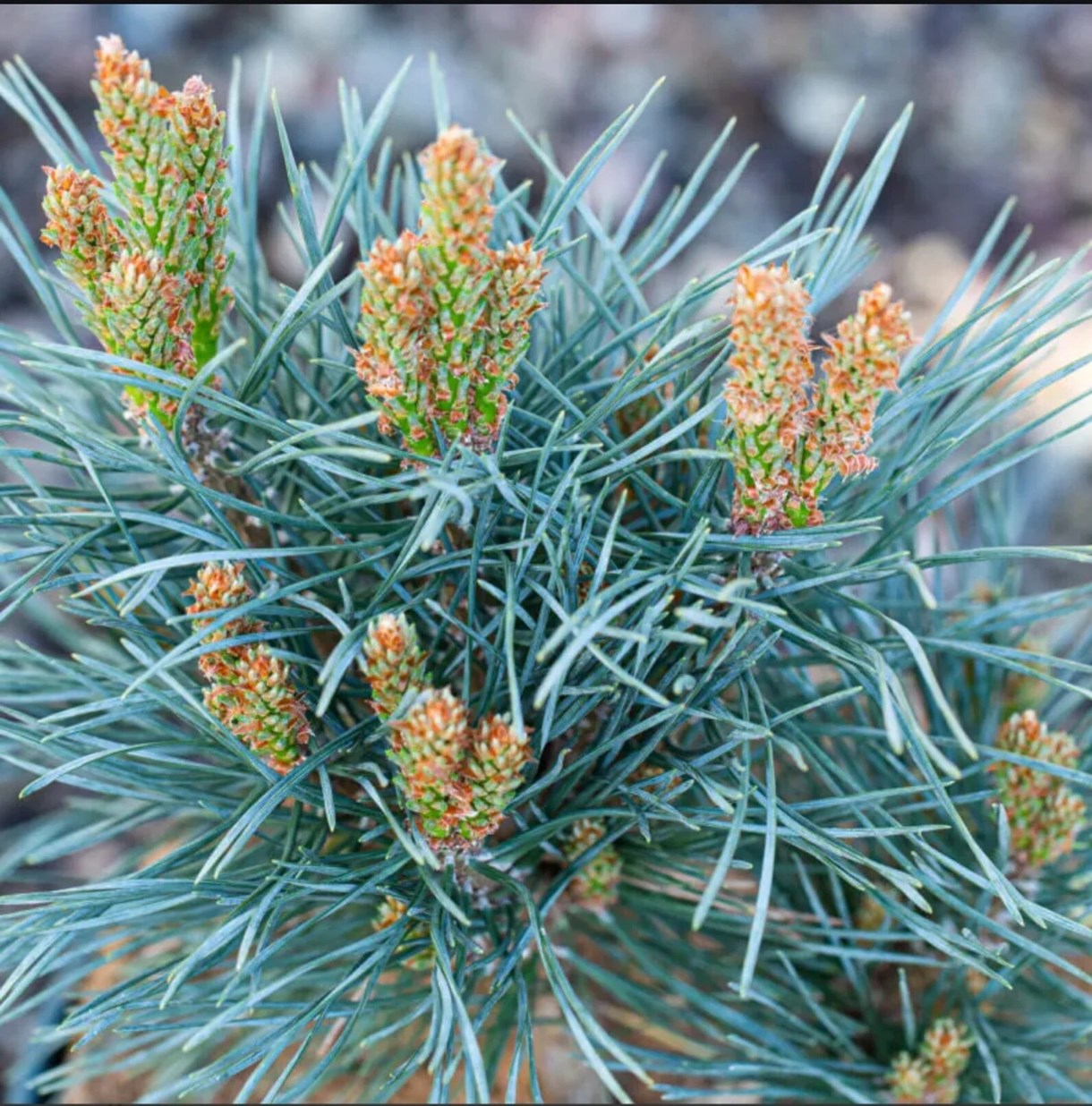 Новинка 2026р. Сосна звичайна Шантрі Блу Pinus sylvestris Chantry Blue Новинка 2026р. Сосна звичайна Шантрі Блу Pinus sylvestris Chantry Blue