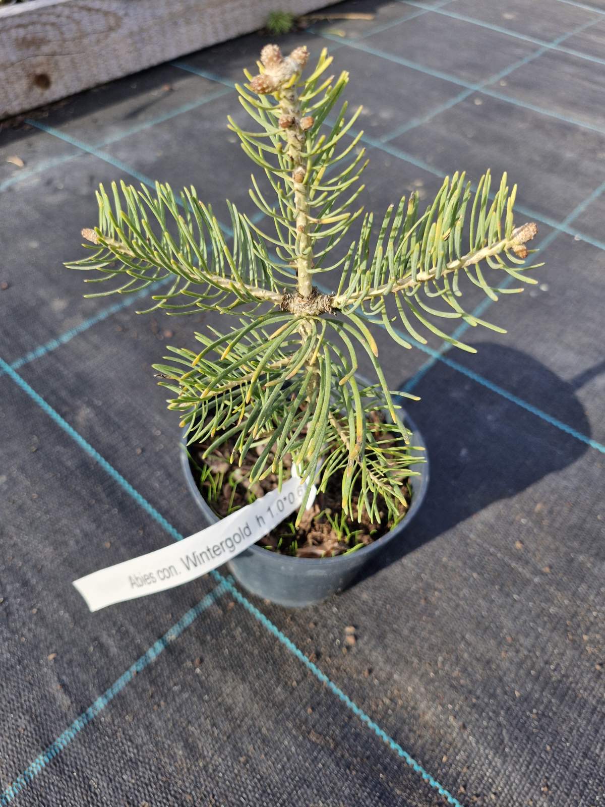 Новинка 2026р.Ялиця одноколірна Вінтерголд Abies concolor Wintergold Новинка 2026р.Ялиця одноколірна Вінтерголд Abies concolor Wintergold - Зображення 2