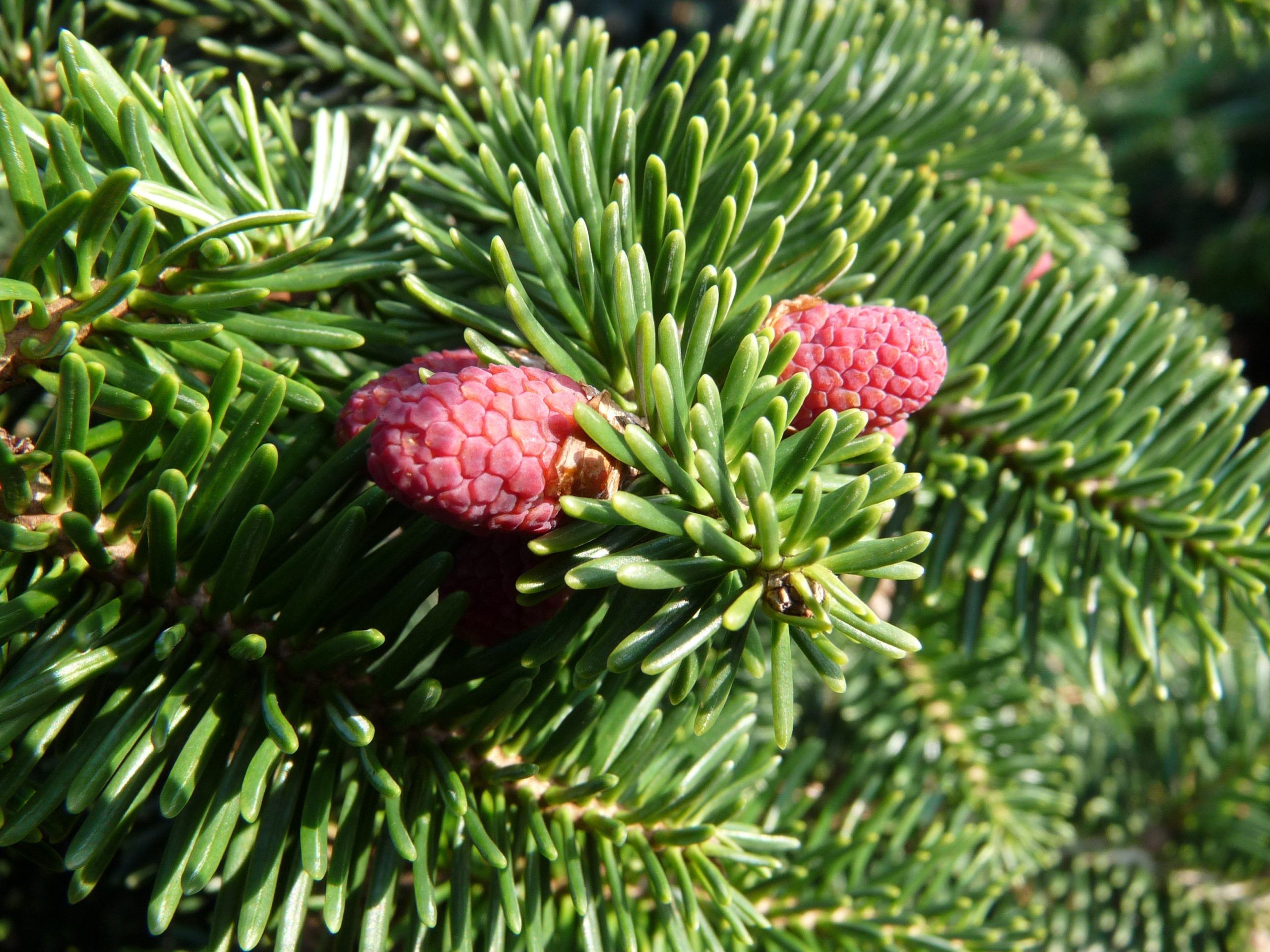 Новинка 2026р. Ялиця грецька Меєрс Дварф Abies cephalonica ‘Meyer’s Dwarf’ Новинка 2026р. Ялиця грецька Меєрс Дварф Abies cephalonica ‘Meyer’s Dwarf’ - Зображення 3